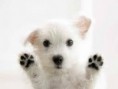 /album/fotogaleria-concursos/perri-patitas-jpg/
